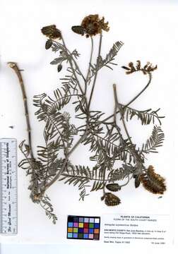 Image of San Joaquin milkvetch