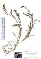 صورة Astragalus congdonii S. Wats.