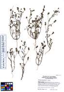 صورة Astragalus gambelianus