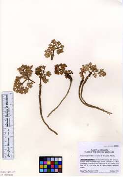 Image of Howell's umbrellawort