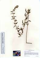 Brickellia brachyphylla (A. Gray) A. Gray的圖片