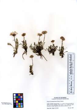 Image of featherleaf fleabane