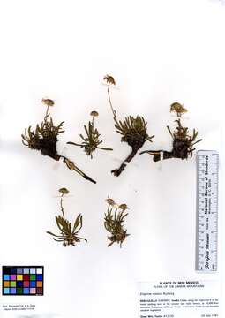 Image of early bluetop fleabane