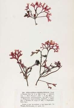 Image of Phyllophora Greville 1830