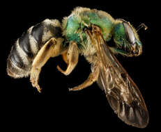 Image of Bicolored Agapostemon