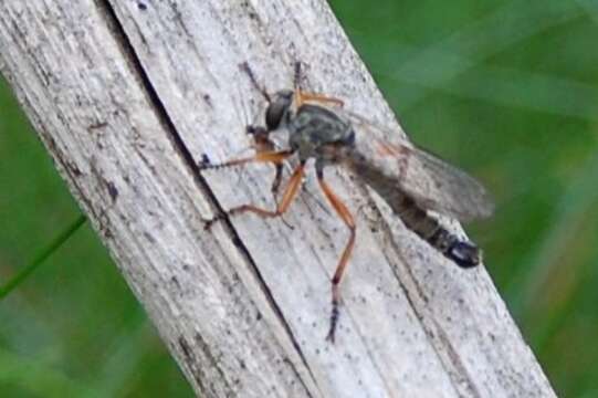 Image of Devon Red-legged Robber Fly