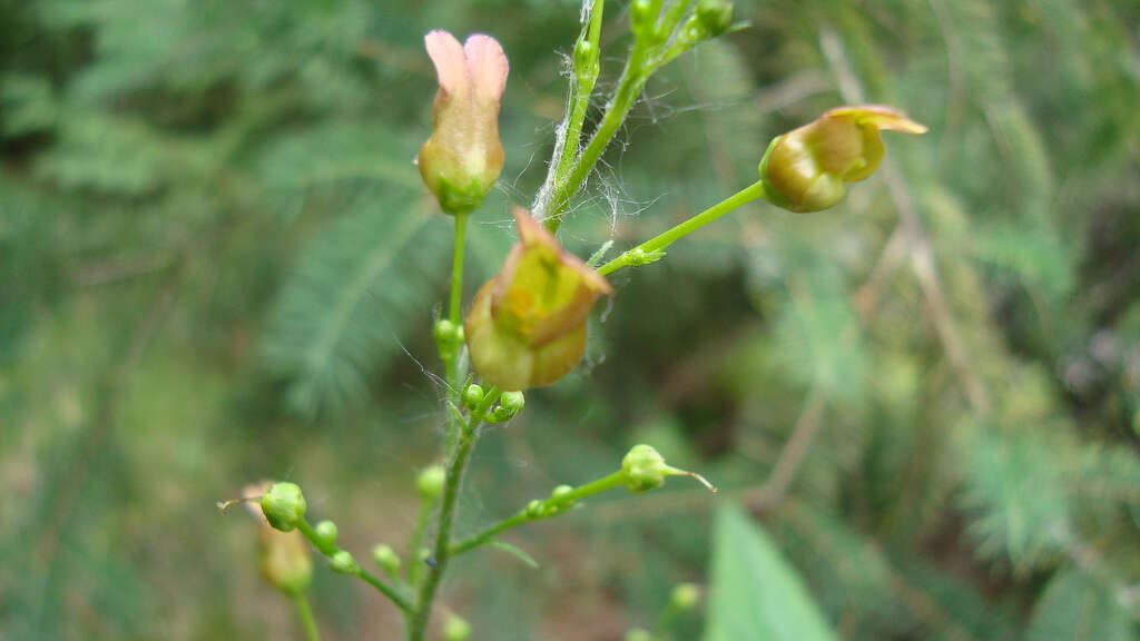 Imagem de Scrophularia lanceolata Pursh