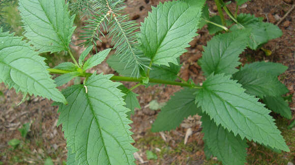 Image de Scrophularia lanceolata Pursh