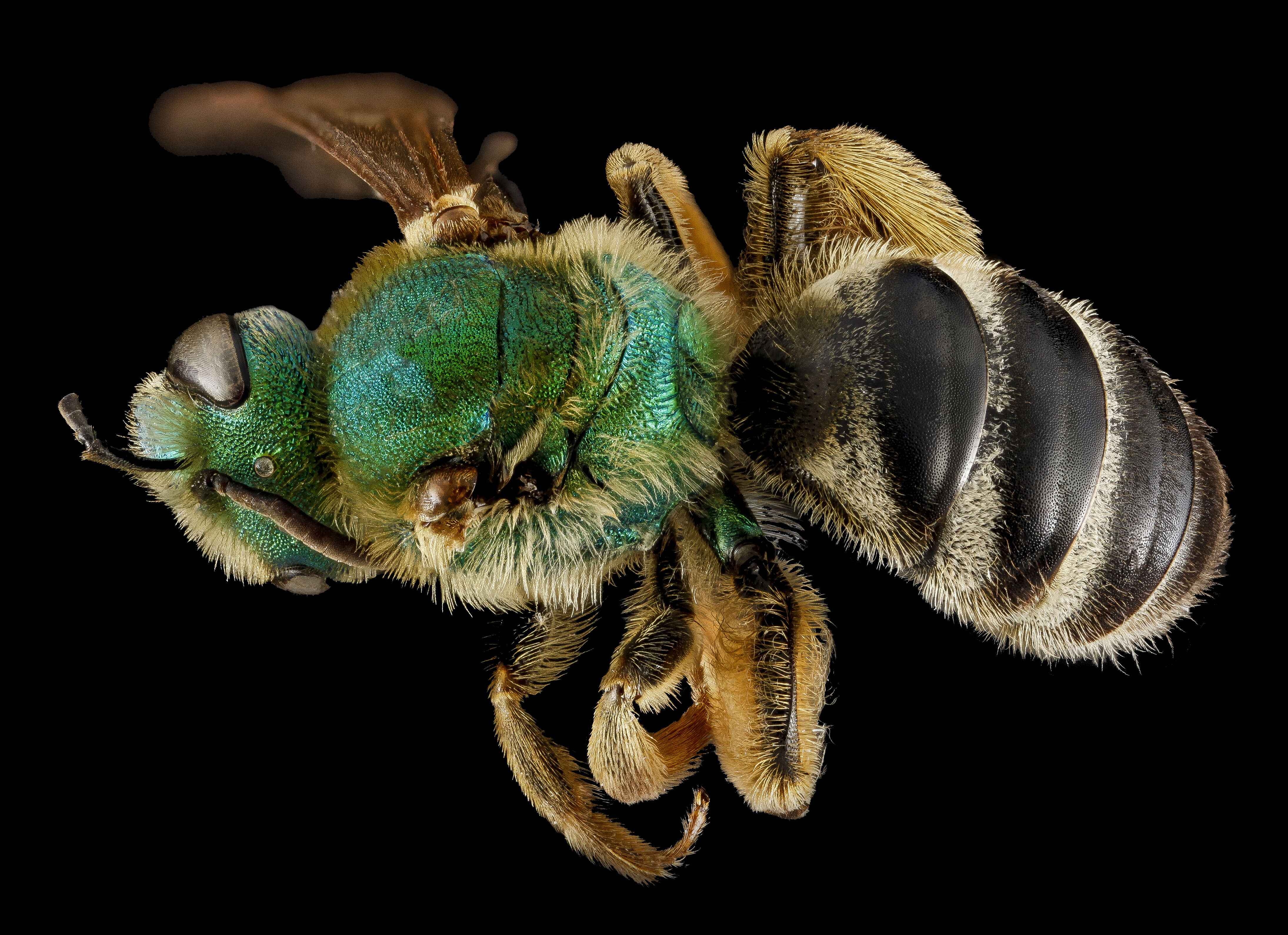 Image of Bicolored Agapostemon
