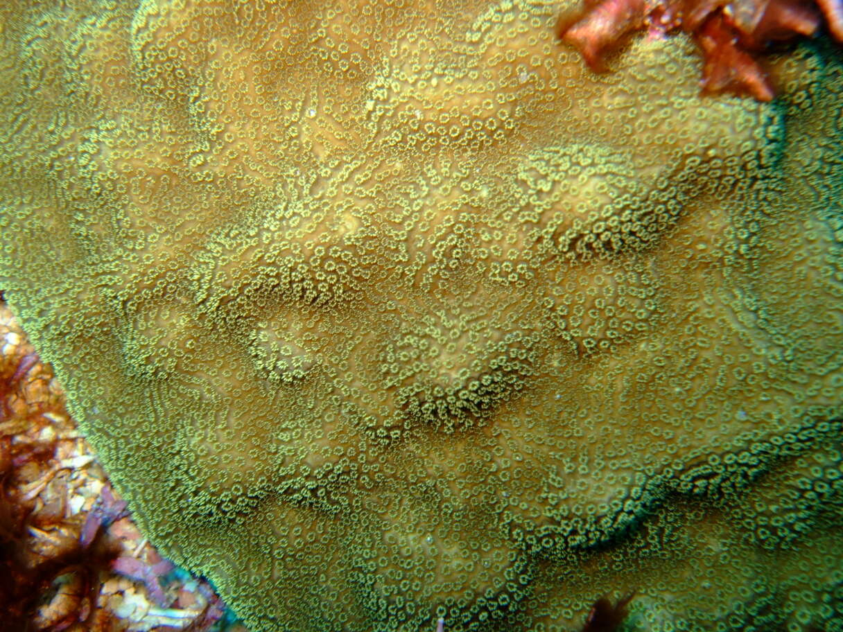 صورة Porites astreoides Lamarck 1816