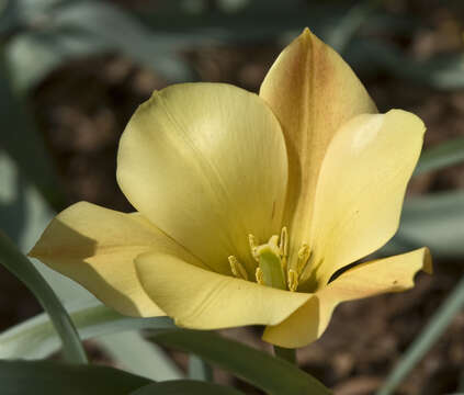 Image of Tulipa linifolia Regel