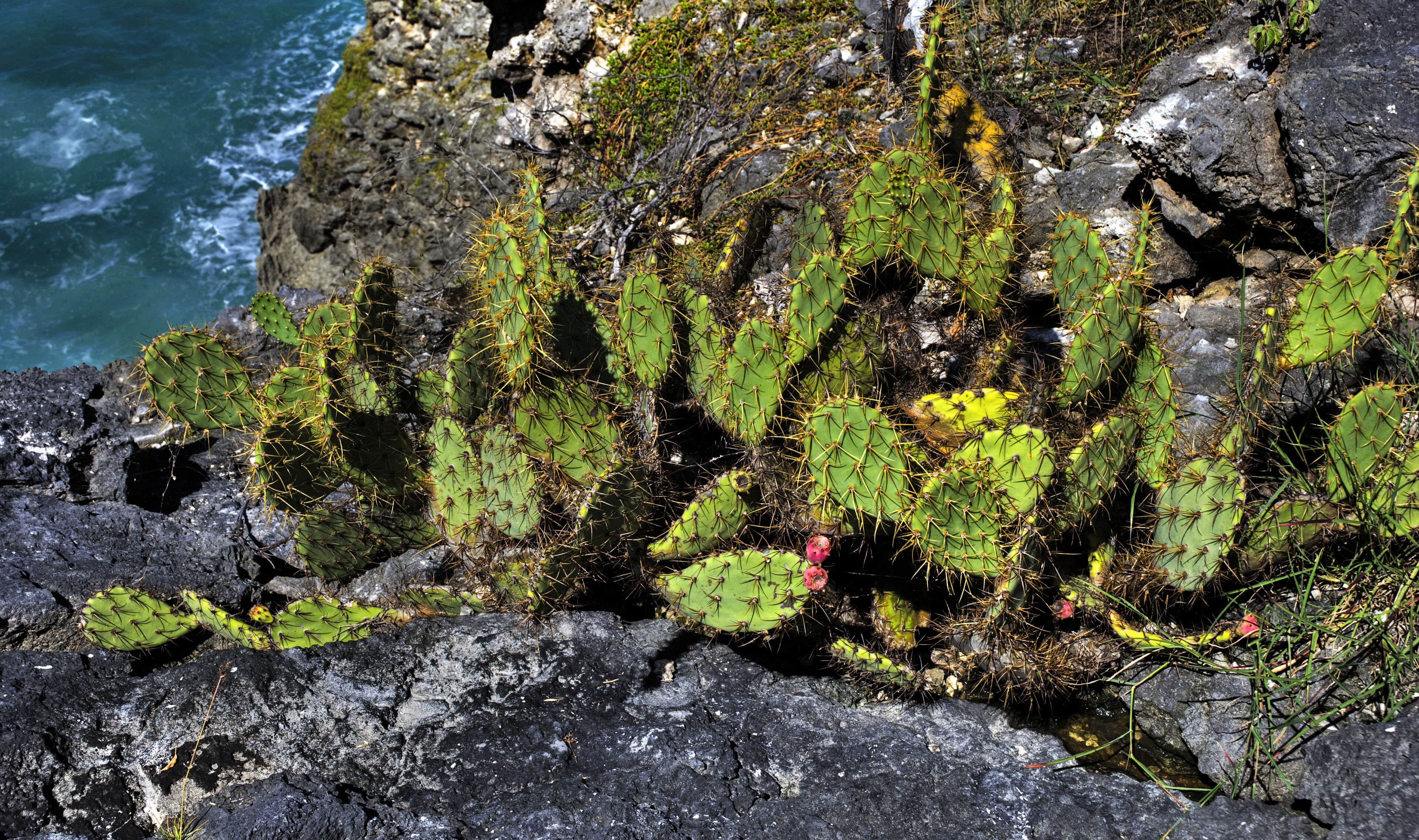 Image of Opuntia dillenii