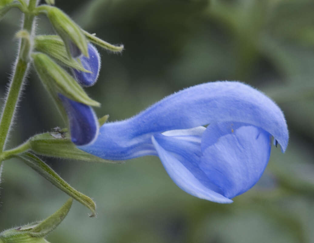 Imagem de Salvia patens Cav.