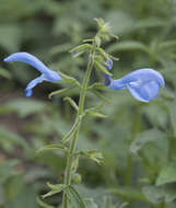 Imagem de Salvia patens Cav.