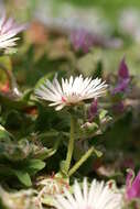 Image of Cleretum bellidiforme (Burman fil.) G. D. Rowley