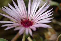 Image of Cleretum bellidiforme (Burman fil.) G. D. Rowley