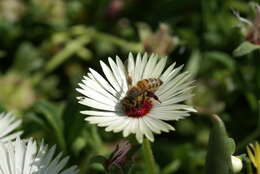 Image of Cleretum bellidiforme (Burman fil.) G. D. Rowley