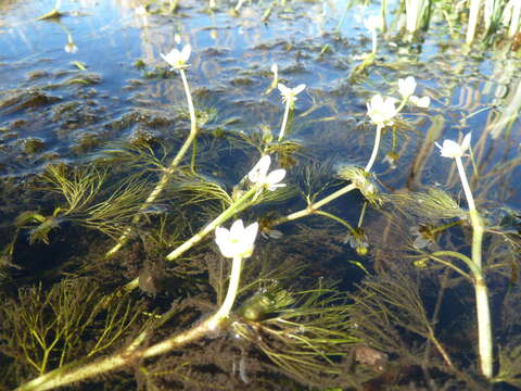 Image of Ranunculus rionii Lagger