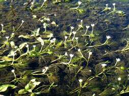 Image of Ranunculus rionii Lagger