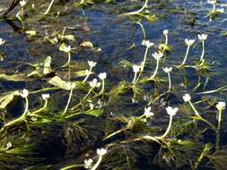 Image of Ranunculus rionii Lagger