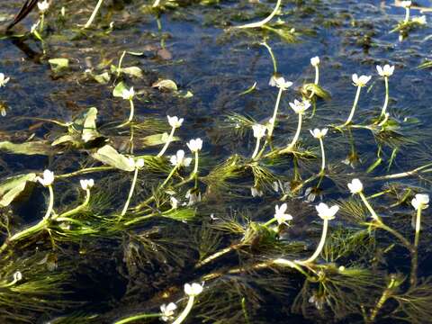 Image of Ranunculus rionii Lagger