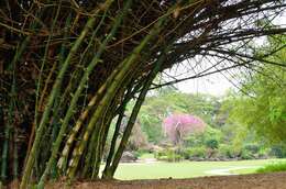 Image of Indian Thorny Bamboo