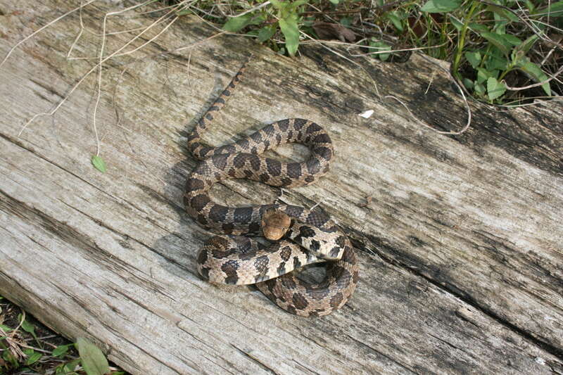 Image of Eastern Fox Snake