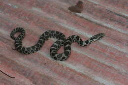 صورة Pantherophis vulpinus (Baird & Girard 1853)