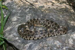 Image of Eastern Fox Snake