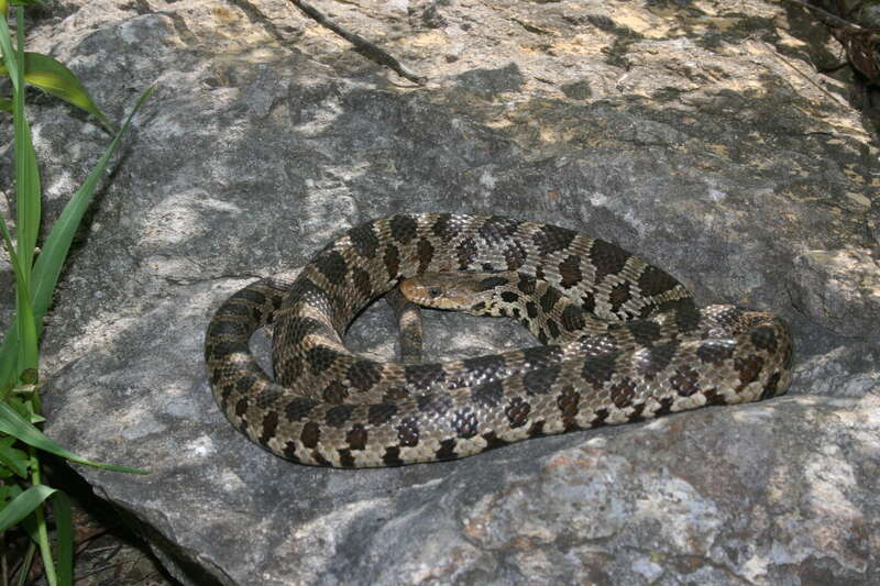 صورة Pantherophis vulpinus (Baird & Girard 1853)