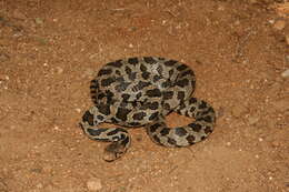 صورة Pantherophis vulpinus (Baird & Girard 1853)