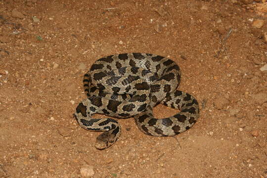 Image of Eastern Fox Snake