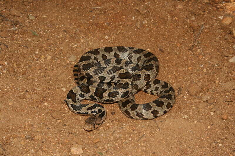 صورة Pantherophis vulpinus (Baird & Girard 1853)