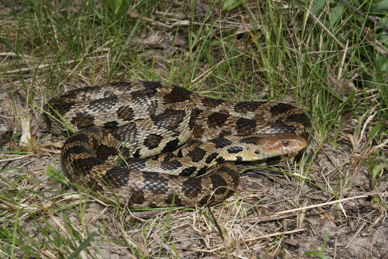 صورة Pantherophis vulpinus (Baird & Girard 1853)