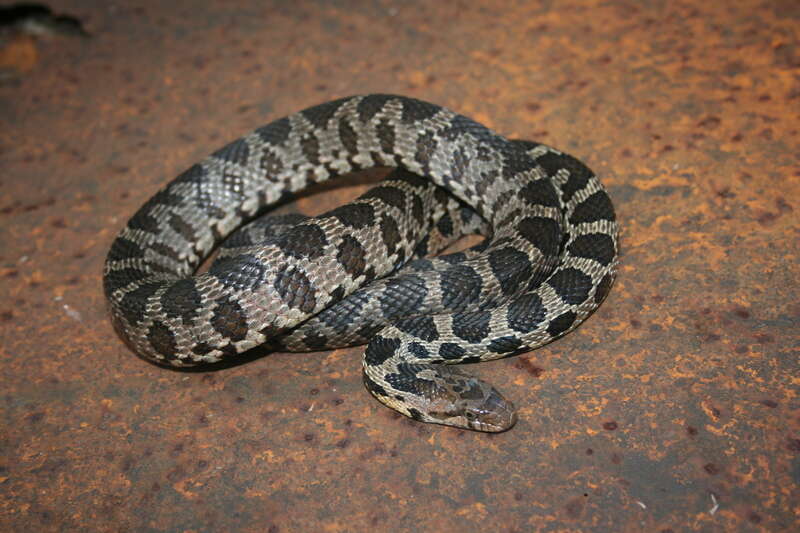 Image of Eastern Fox Snake