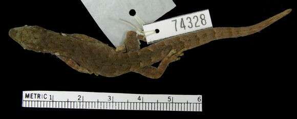 Lygodactylus rex Broadley 1963 resmi