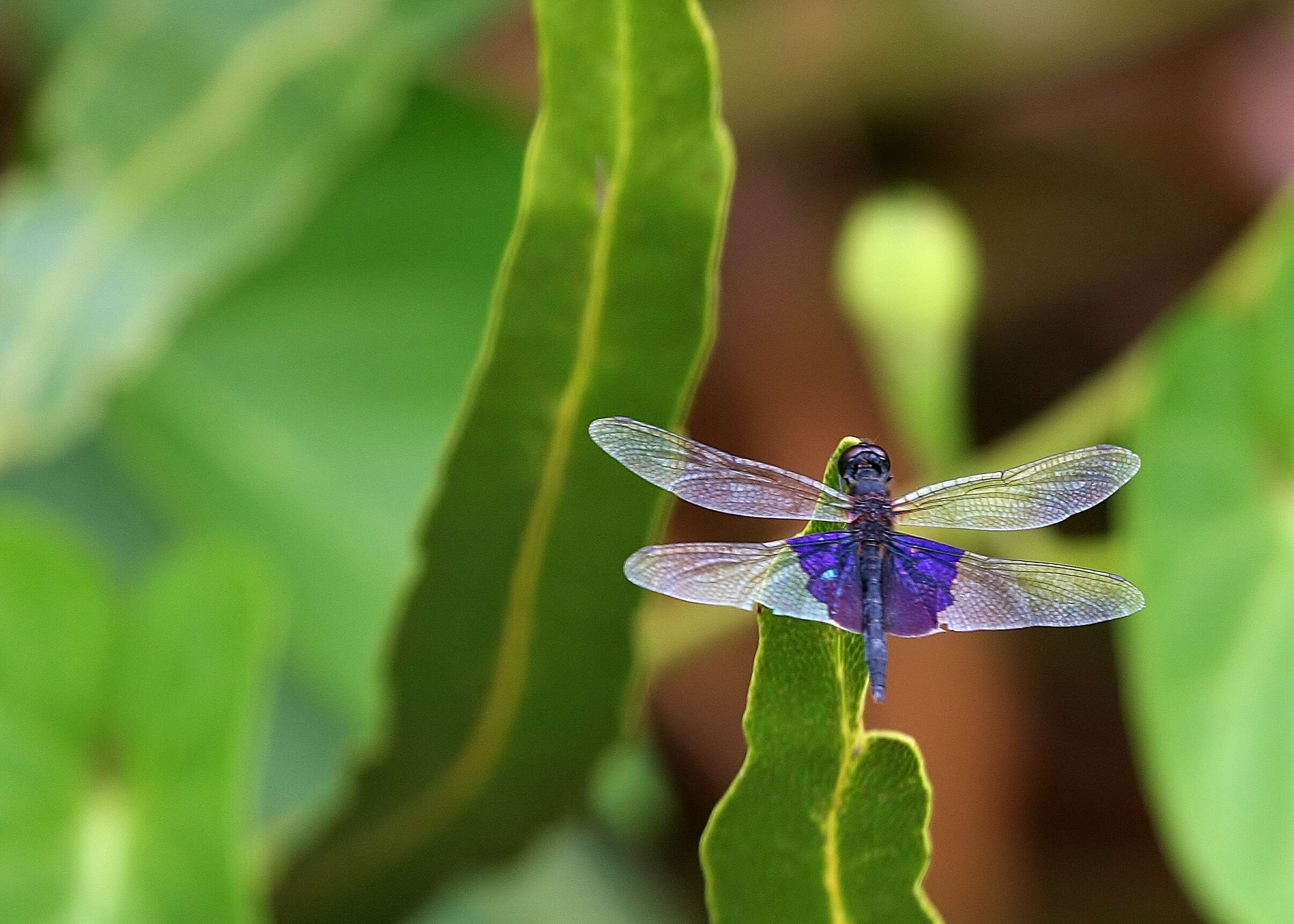 Image of Phantom Flutterer