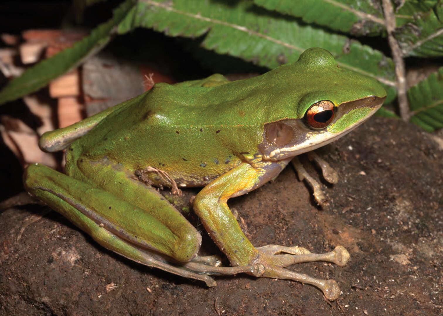 Image of Sanguirana luzonensis (Boulenger 1896)