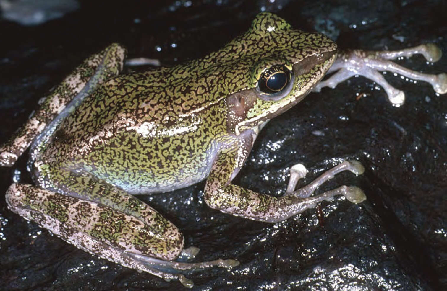 Image of Sanguirana tipanan (Brown, McGuire & Diesmos 2000)