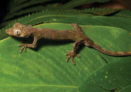 صورة Pseudogekko compresicorpus (Taylor 1915)