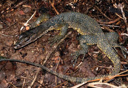 Image of Marbled Water Monitor