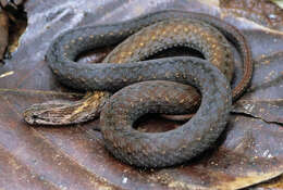 Image of Northern Triangle-spotted Snake