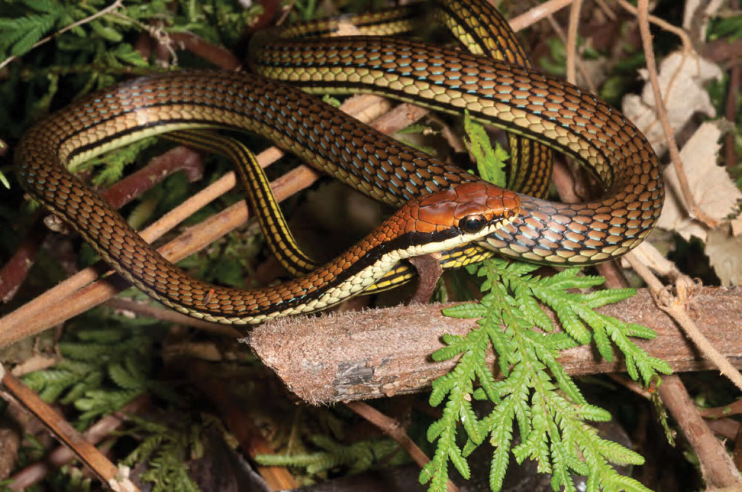 Image of Dendrelaphis luzonensis Leviton 1961