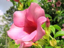 Image of purple allamanda