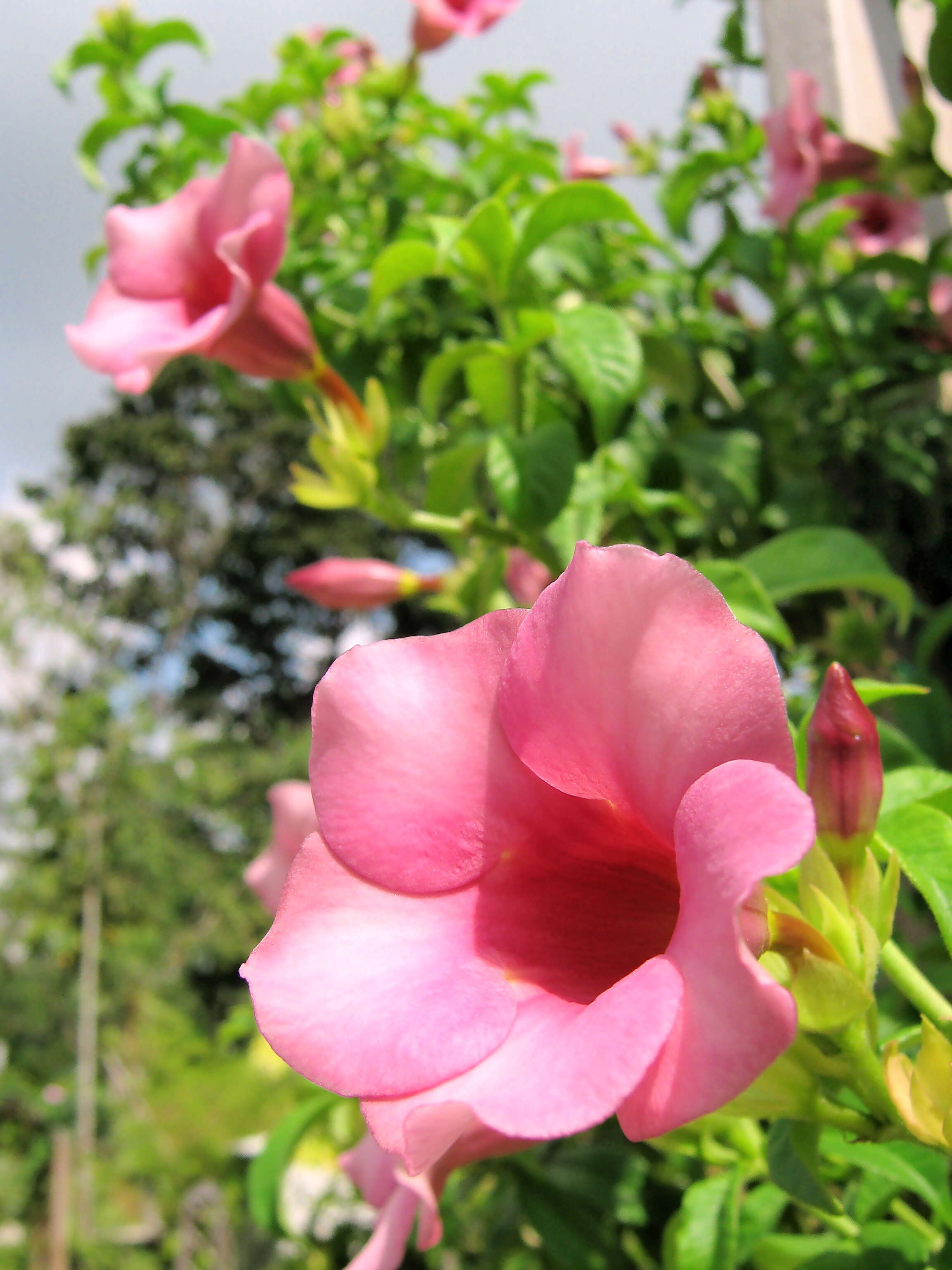 Image of purple allamanda