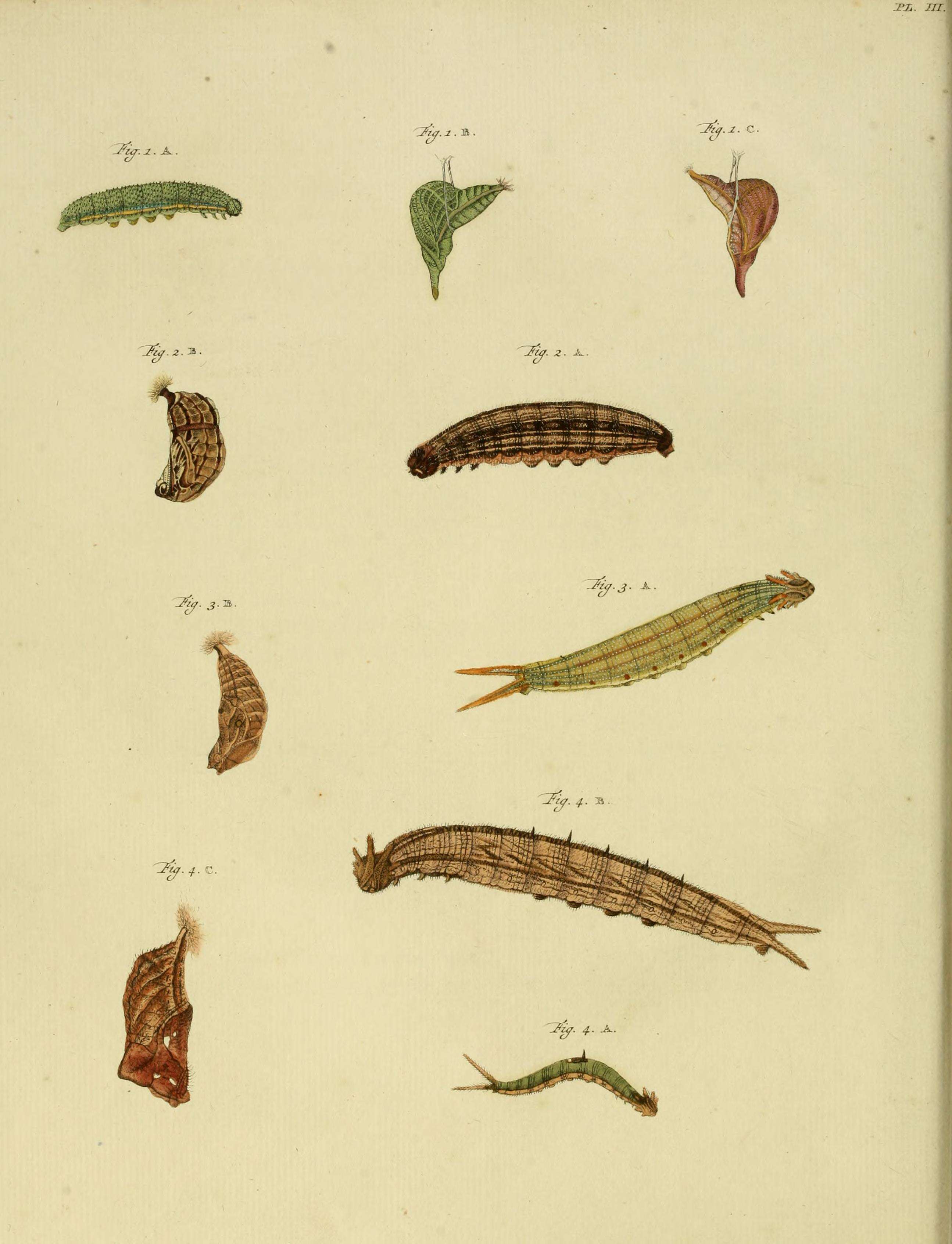 Image of Brassolis sophorae Linnaeus 1758