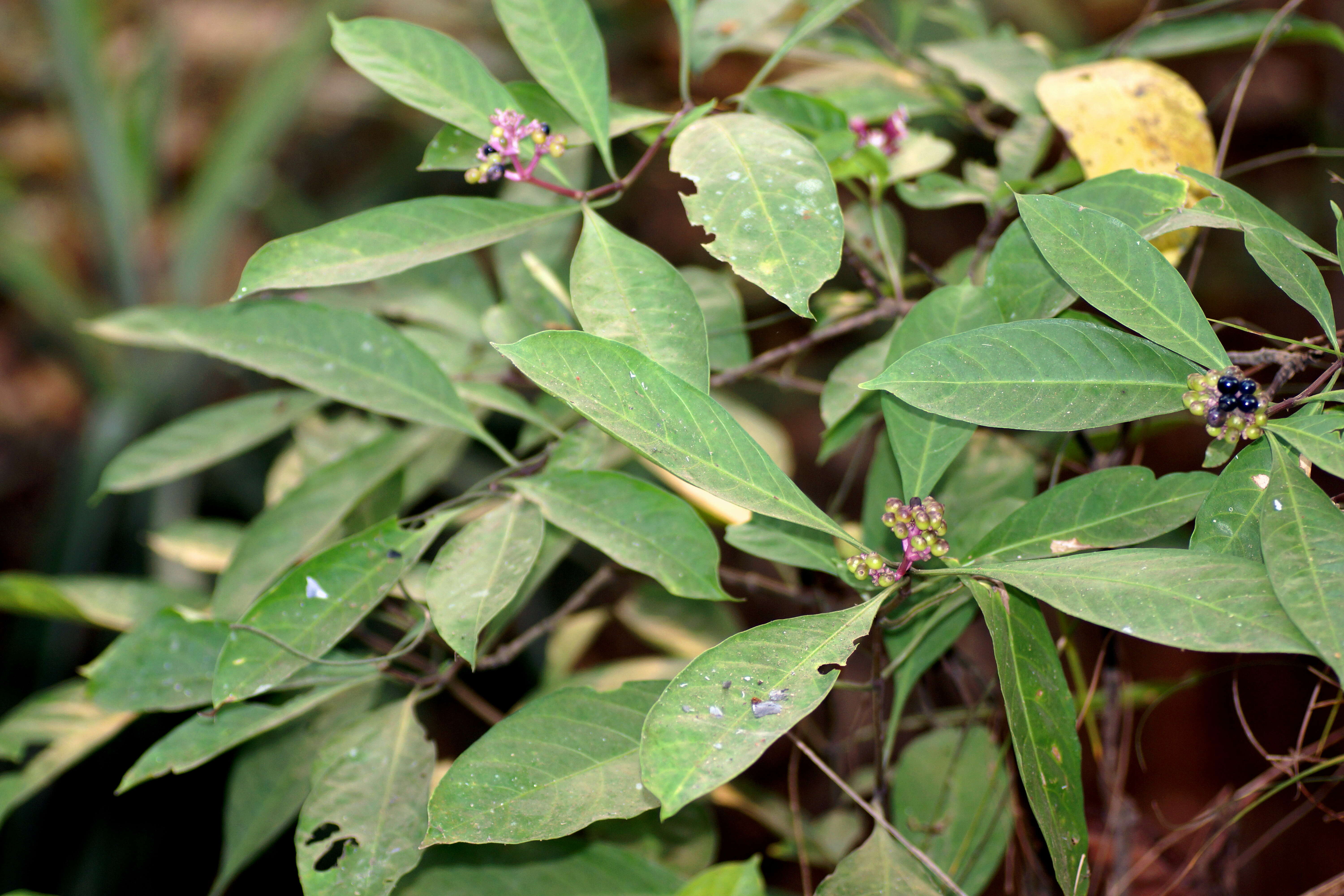 Imagem de Chassalia curviflora (Wall.) Thwaites