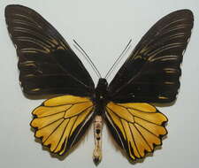 Image of Golden Birdwing