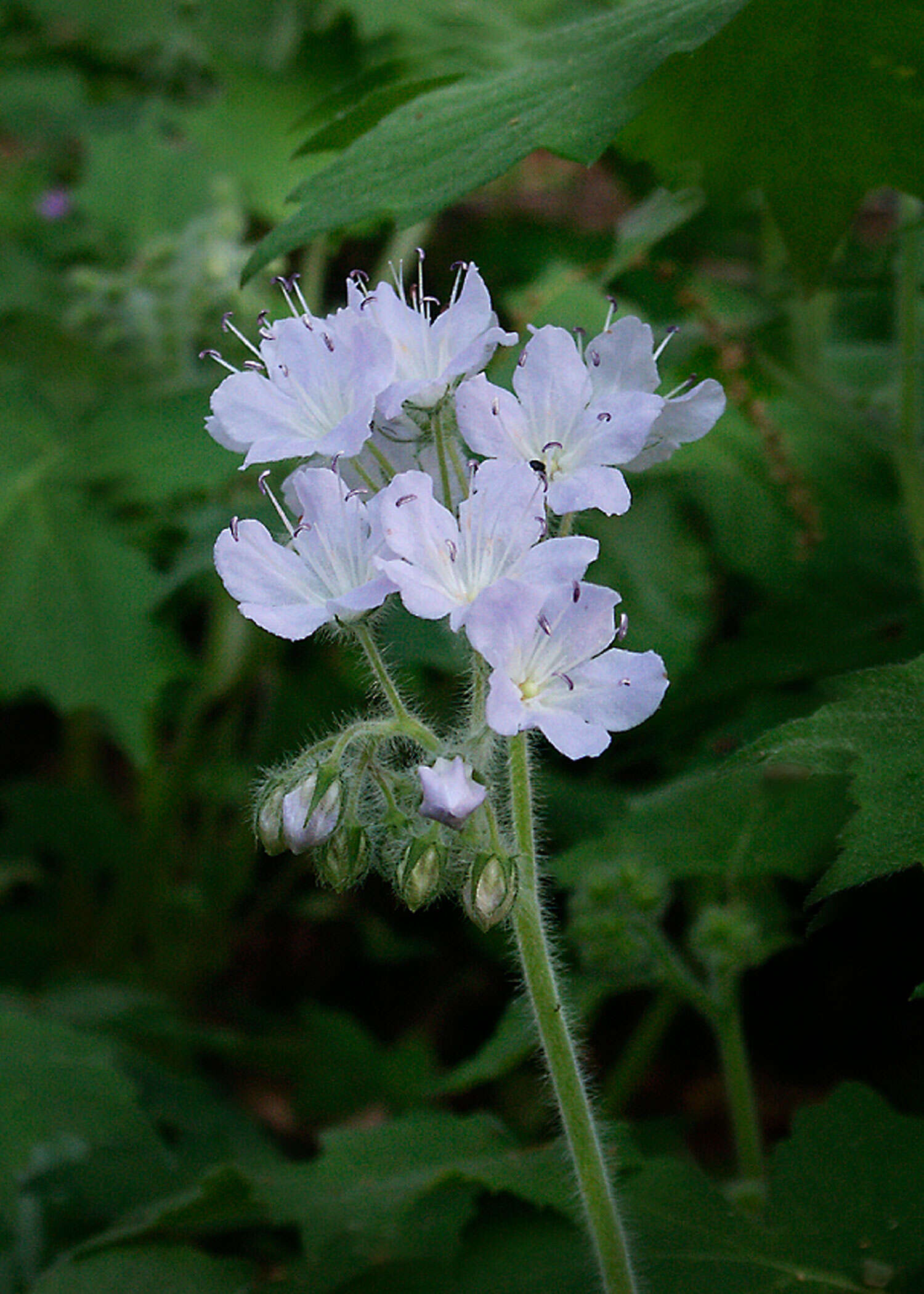 Phacelia bipinnatifida Michx. resmi