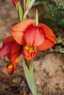 Image of Gladiolus equitans Thunb.